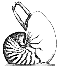 woman coming out of a snail shell